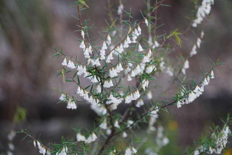 Styphelia oxyphylla photo 8