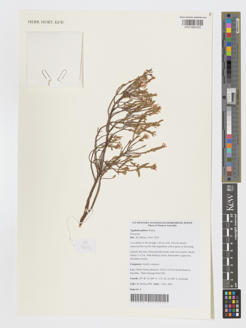 Styphelia pallens