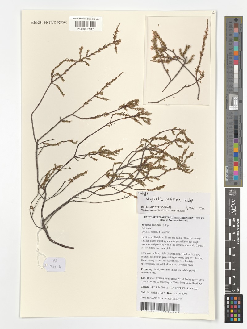 Styphelia papillosa