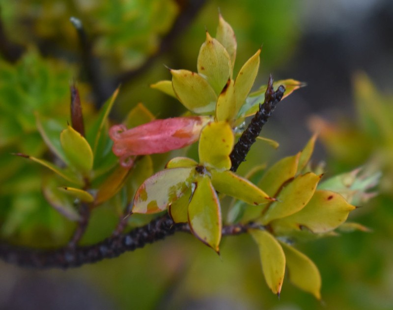 Styphelia piliflora