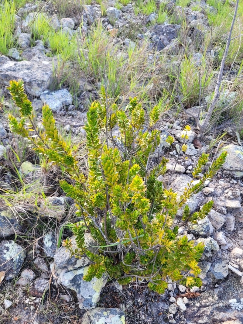 Styphelia piliflora photo 2