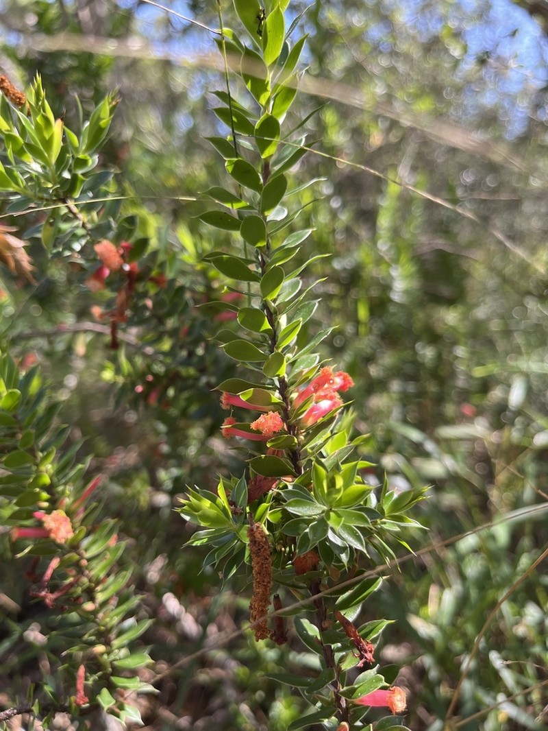 Styphelia piliflora photo 3