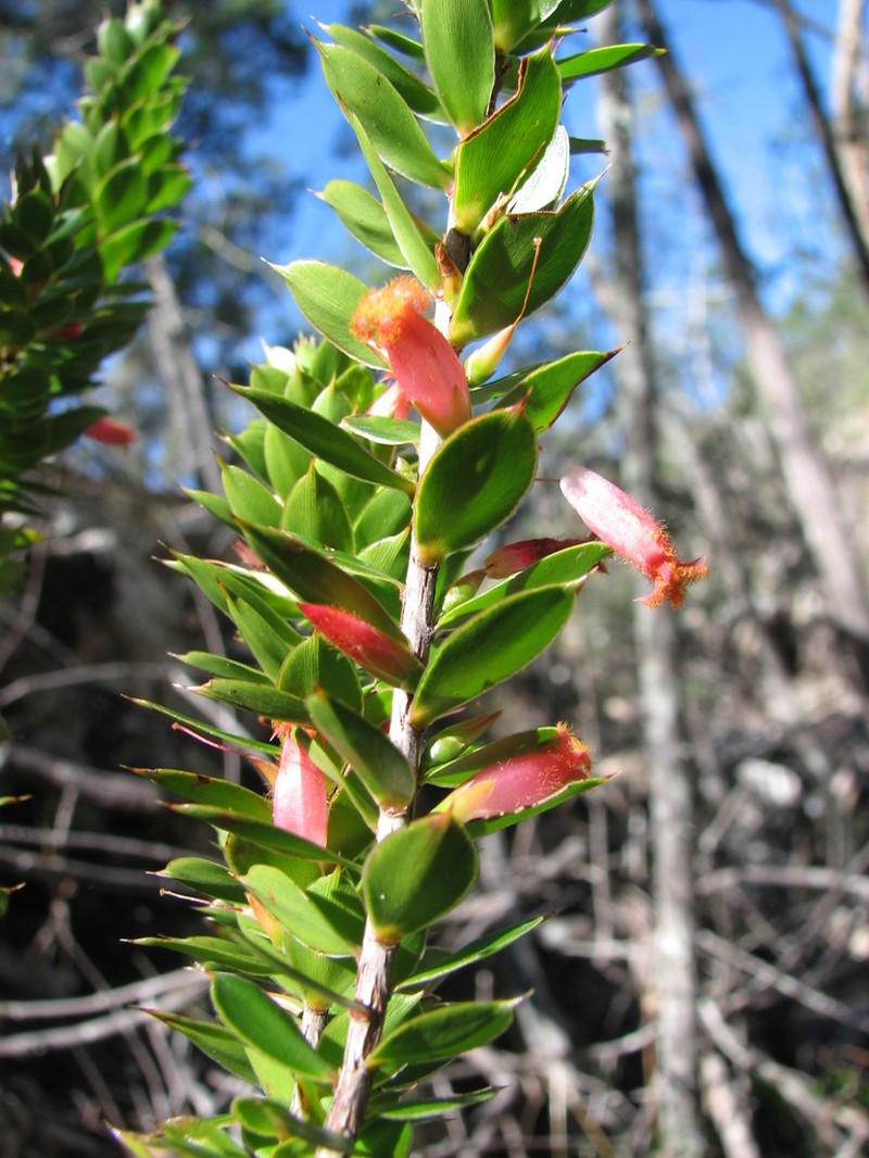 Styphelia piliflora photo 4