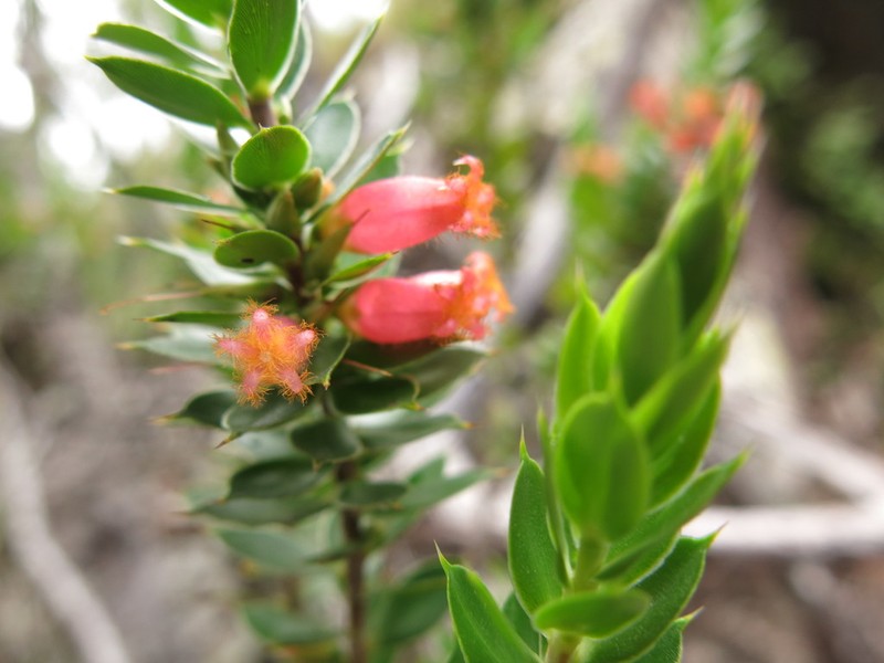 Styphelia piliflora photo 5