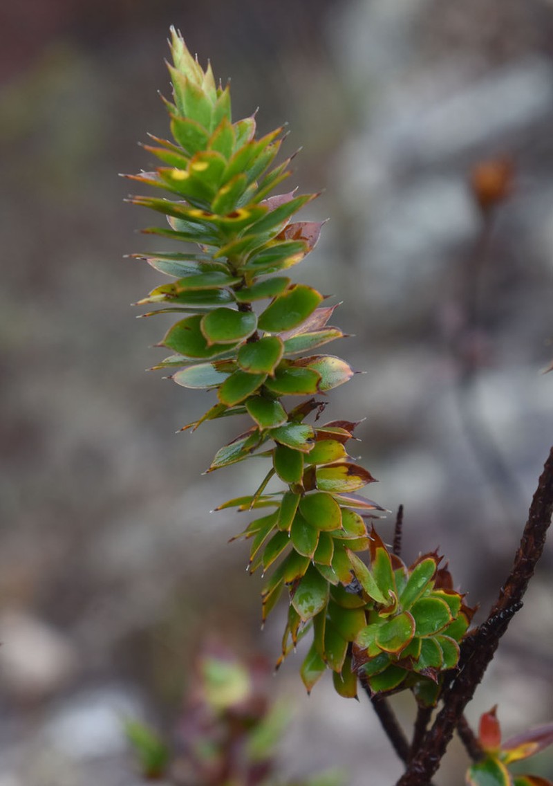 Styphelia piliflora photo 6