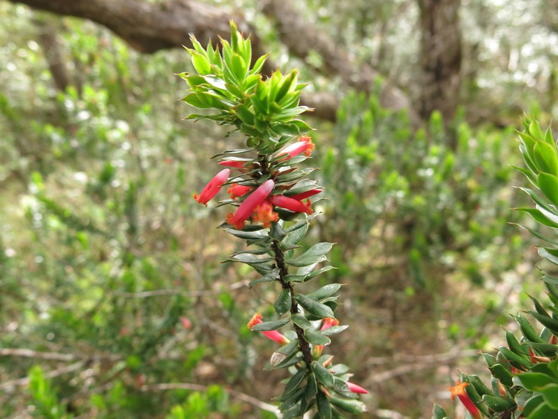 Styphelia piliflora photo 7