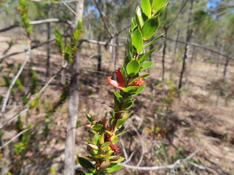 Styphelia piliflora photo 8