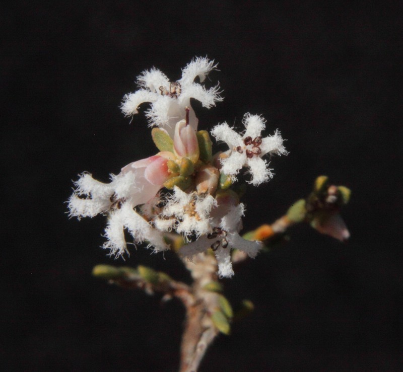 Styphelia planiconvexa
