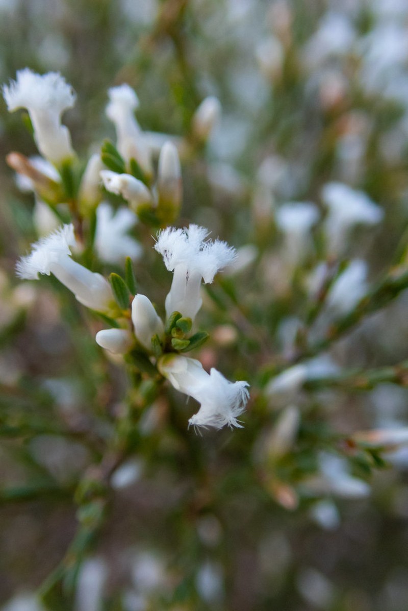 Styphelia planiconvexa photo 2