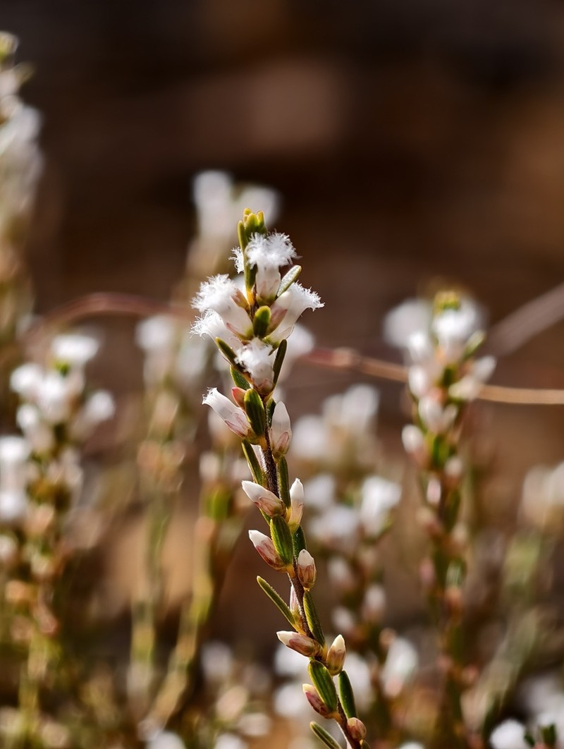 Styphelia planiconvexa photo 3
