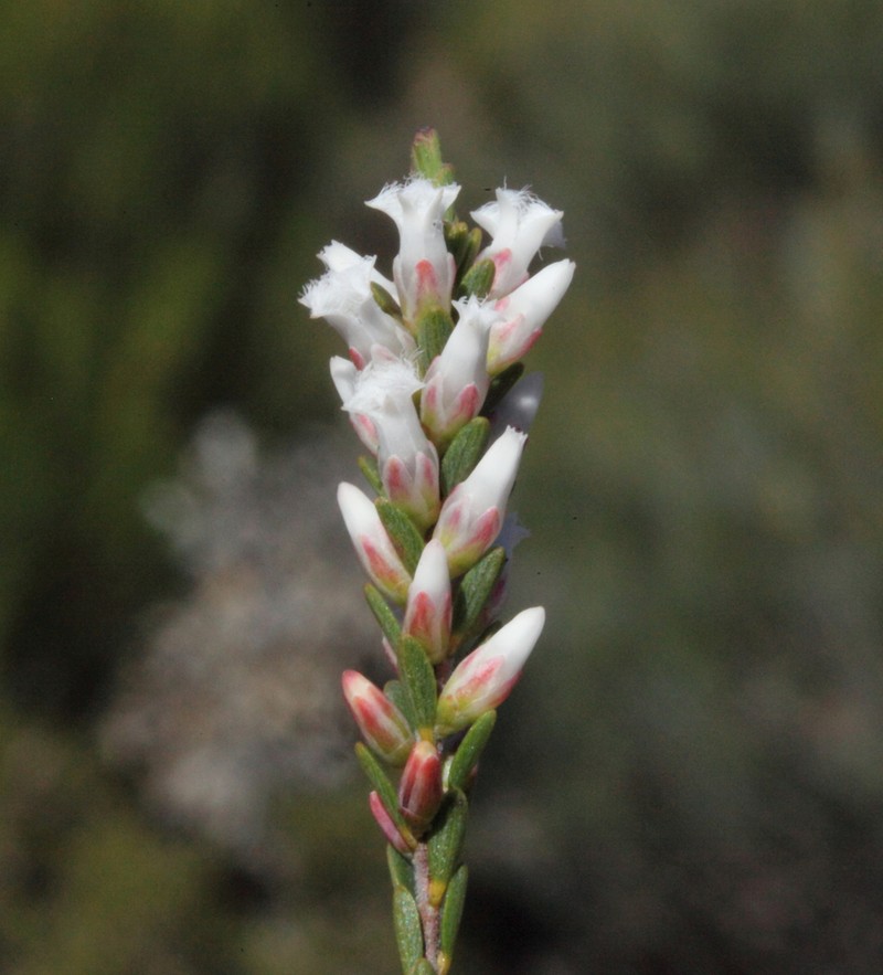 Styphelia planiconvexa photo 4