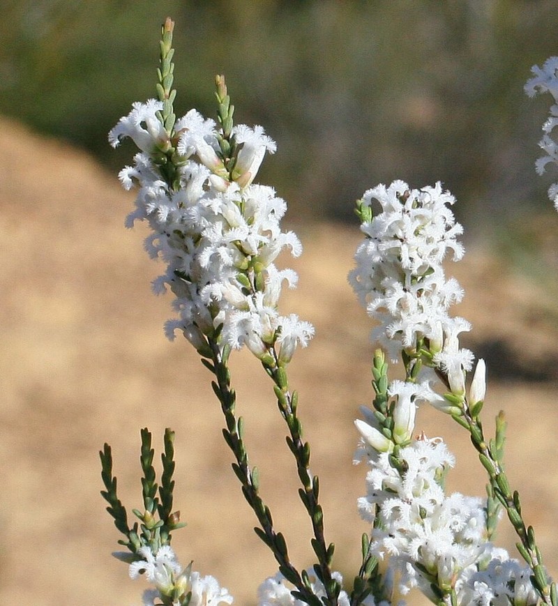 Styphelia planiconvexa photo 5