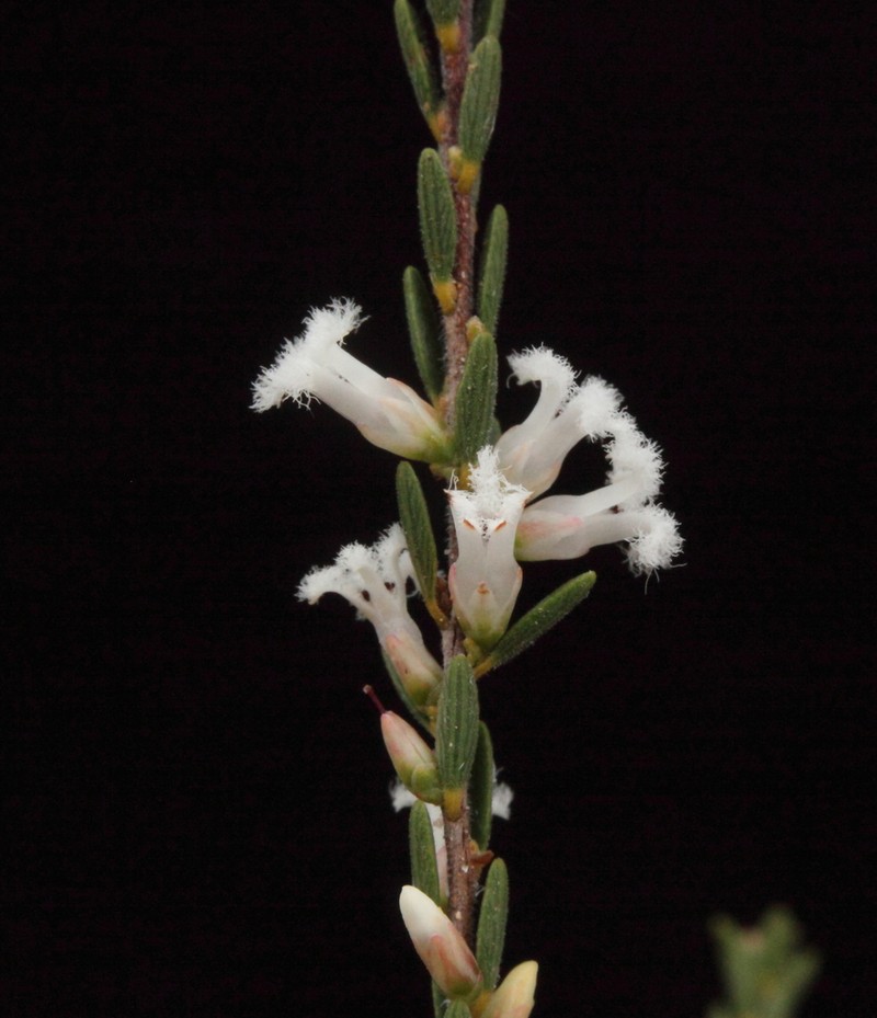 Styphelia planiconvexa photo 6