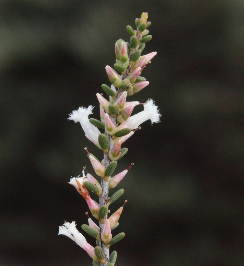 Styphelia planiconvexa photo 7