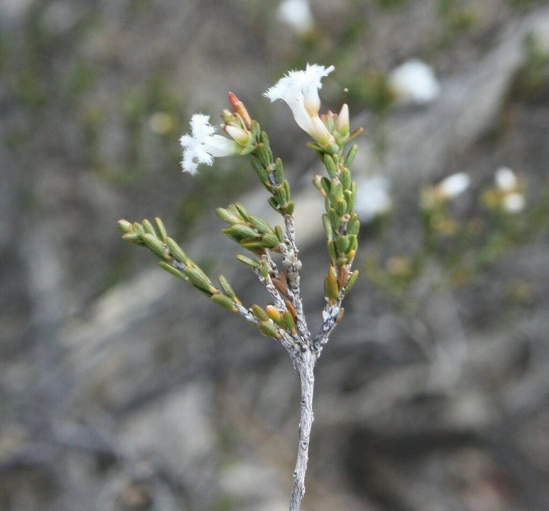 Styphelia planiconvexa photo 8