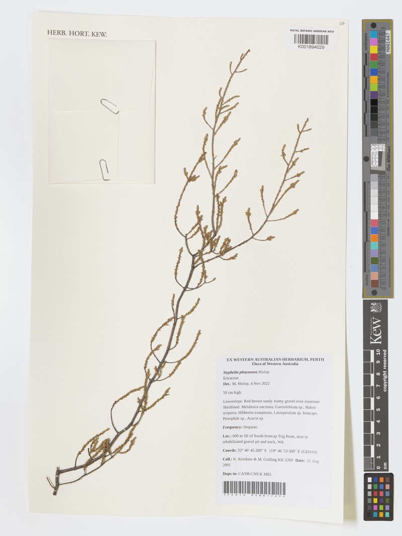 Styphelia platyneura