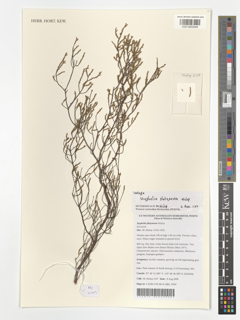 Styphelia platyneura photo 2