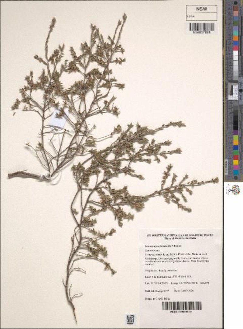 Styphelia pubescens
