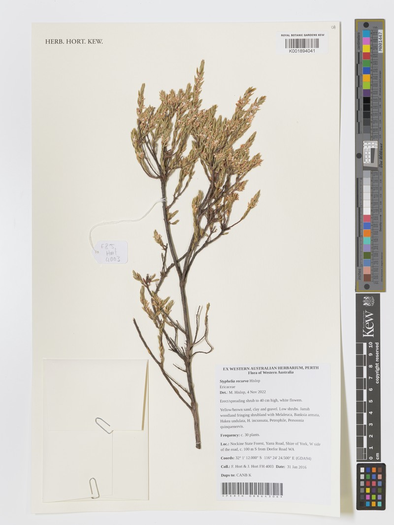 Styphelia recurva