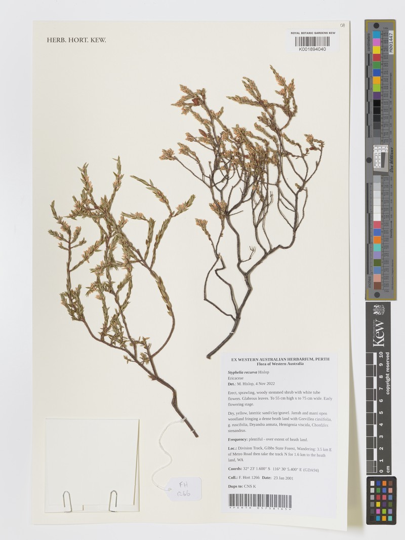 Styphelia recurva photo 2