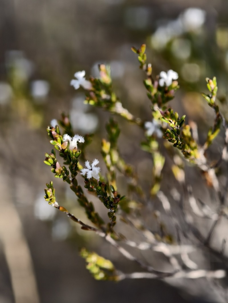 Styphelia retrorsa
