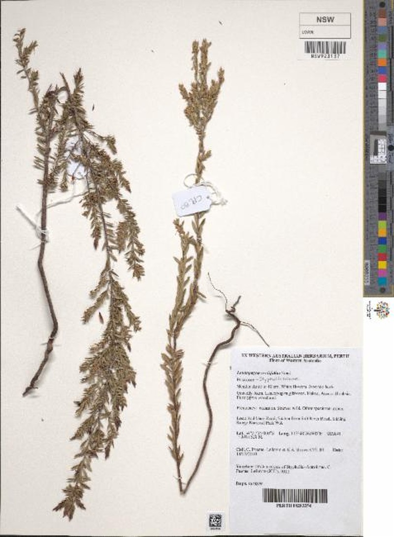 Styphelia retrorsa photo 2