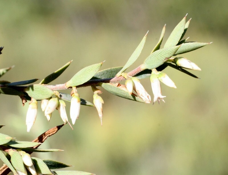 Styphelia rigida