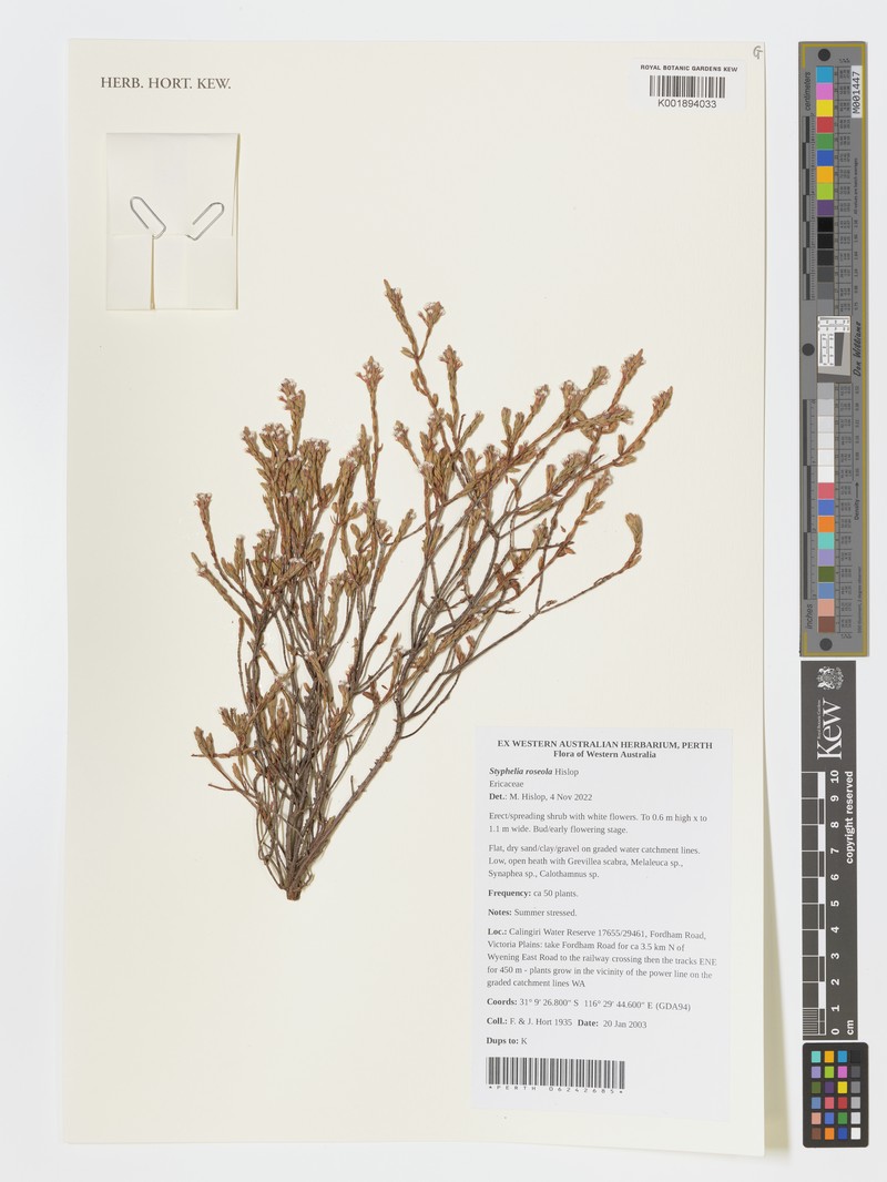 Styphelia roseola