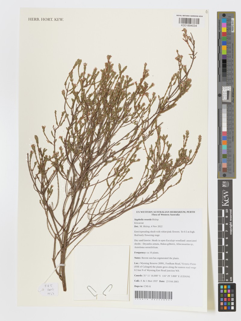 Styphelia roseola photo 3
