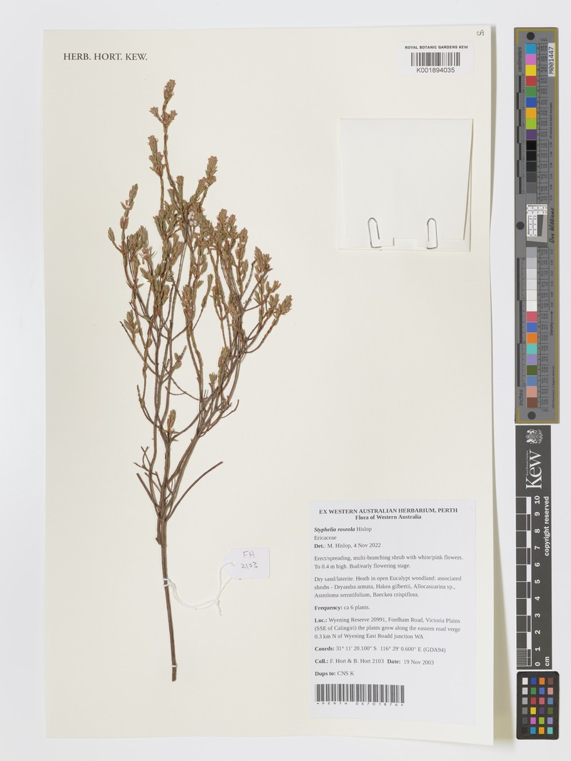 Styphelia roseola photo 4