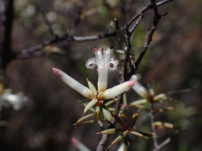 Styphelia saxicola