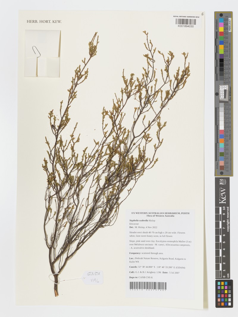 Styphelia scabrella