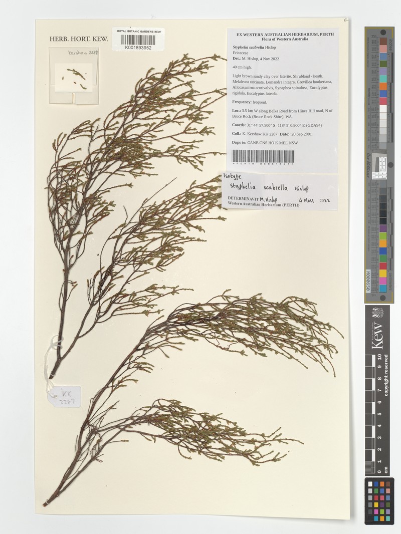 Styphelia scabrella photo 2