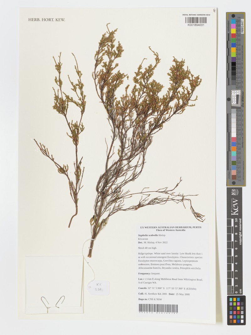 Styphelia scabrella photo 3