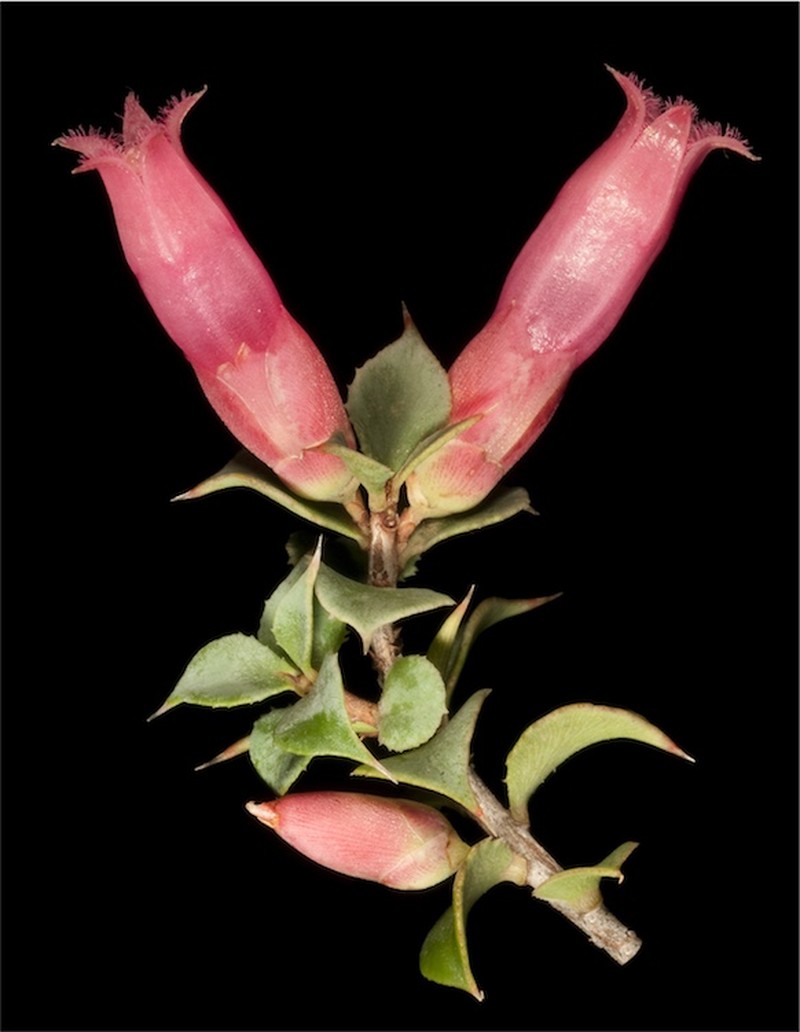 Styphelia serratifolia
