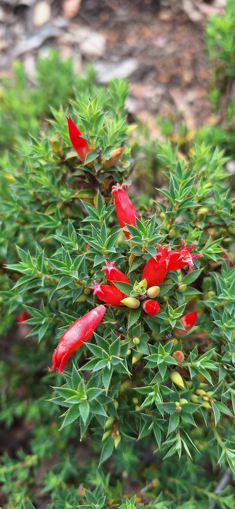 Styphelia serratifolia photo 2