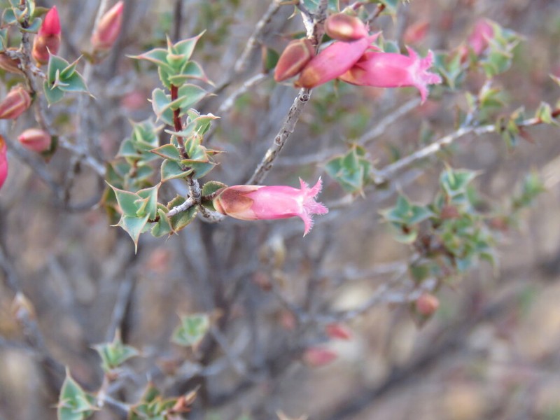 Styphelia serratifolia photo 3