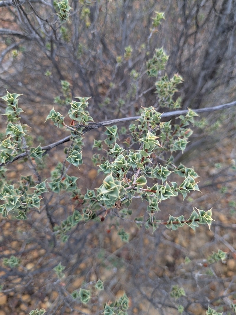 Styphelia serratifolia photo 4