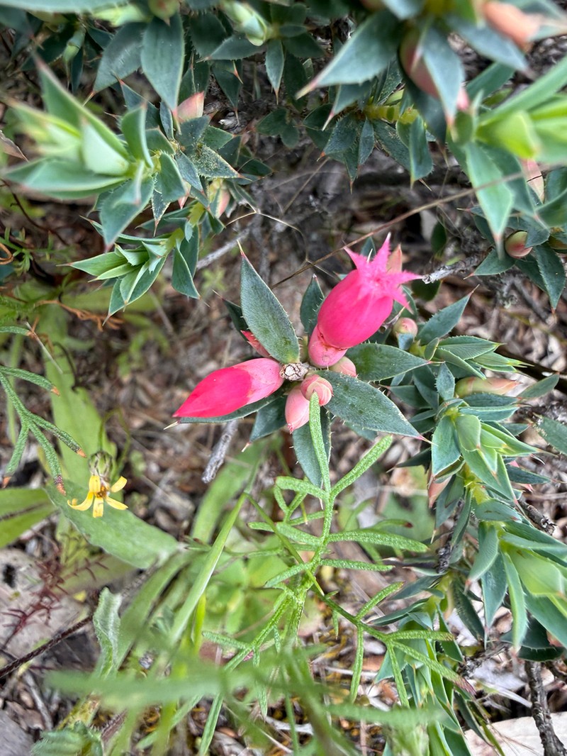 Styphelia serratifolia photo 5