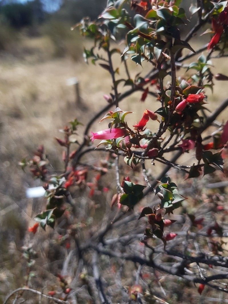Styphelia serratifolia photo 6