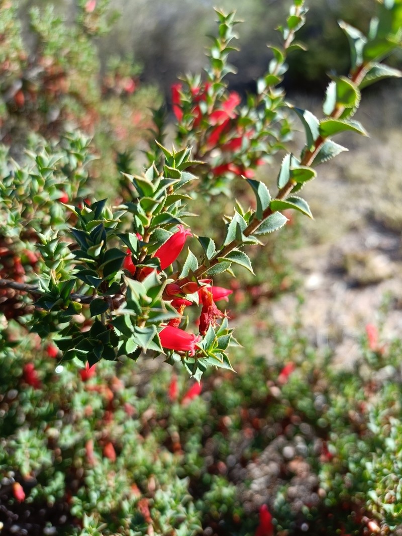 Styphelia serratifolia photo 7