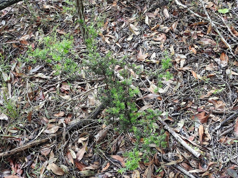 Styphelia sieberi