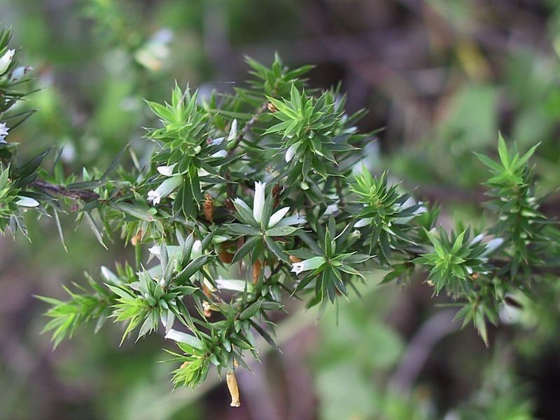 Styphelia sieberi photo 2