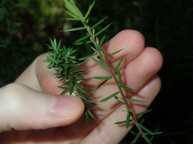 Styphelia sieberi photo 3