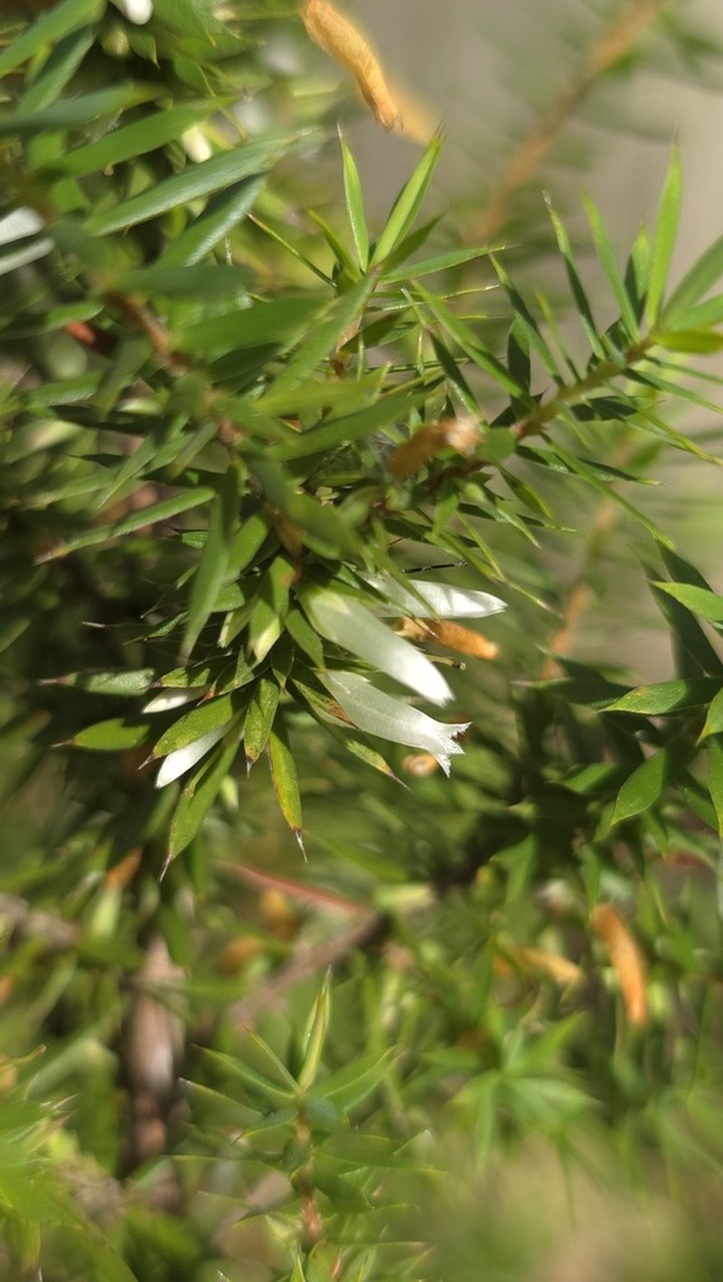 Styphelia sieberi photo 4