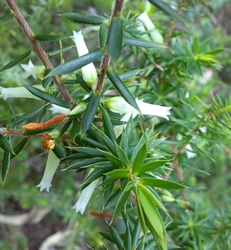 Styphelia sieberi photo 5
