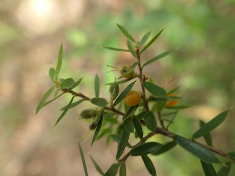 Styphelia sieberi photo 6