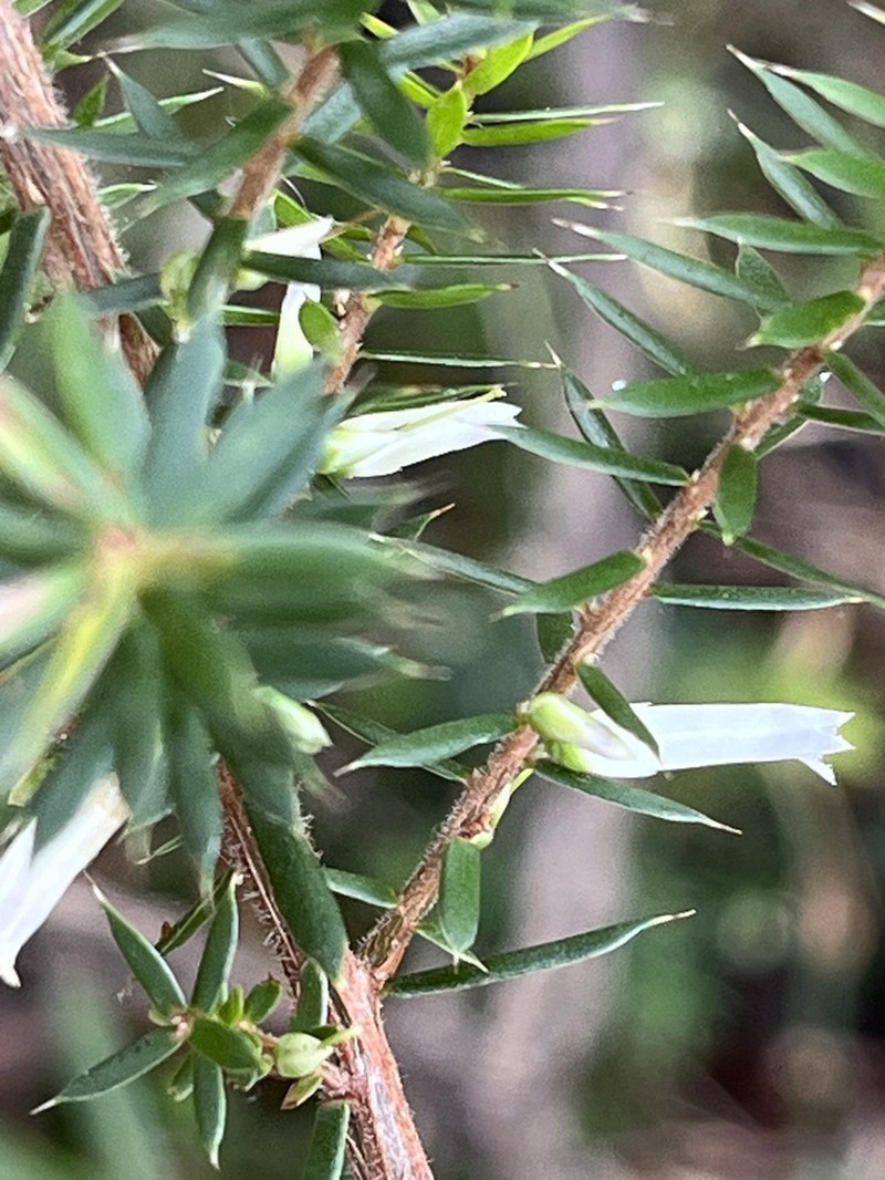 Styphelia sieberi photo 7