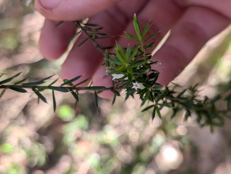 Styphelia sieberi photo 8