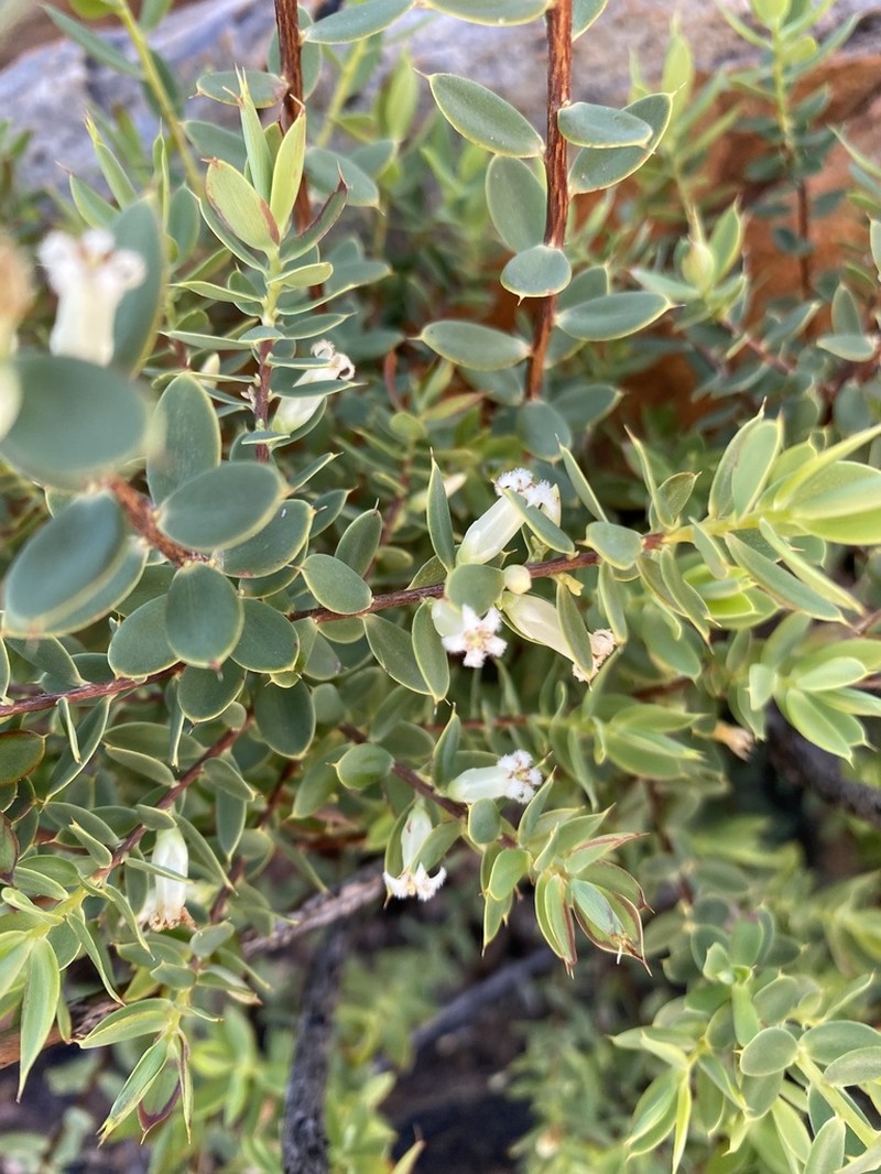 Styphelia sonderensis